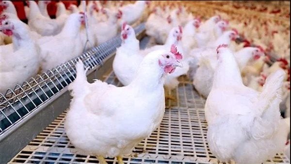 60 جنيهًا| أسعار البيض تنخفض إلى مستويات قياسية والفراخ مفاجأة