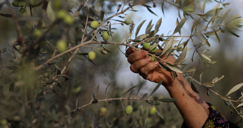 الاحتلال يُعدم سيدة فلسطينية بالرصاص أثناء مُشاركتها بجني ثمار الزيتون في جنين
