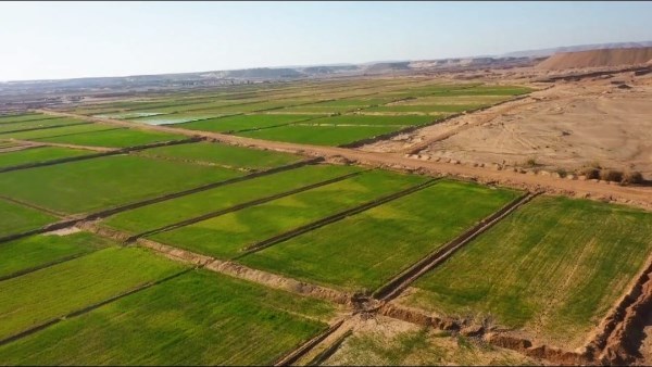 غابات شجرية.. فرصة استثمارية وتنموية بمحافظة قنا| تفاصيل