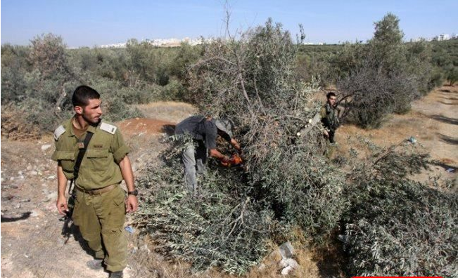 الاحتلال يقتلع عشرات أشتال زيتون ويهدم سلاسل حجرية غرب بيت لحم