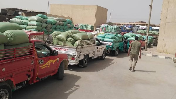 توريد 435 ألف طن قمح لصوامع المنيا