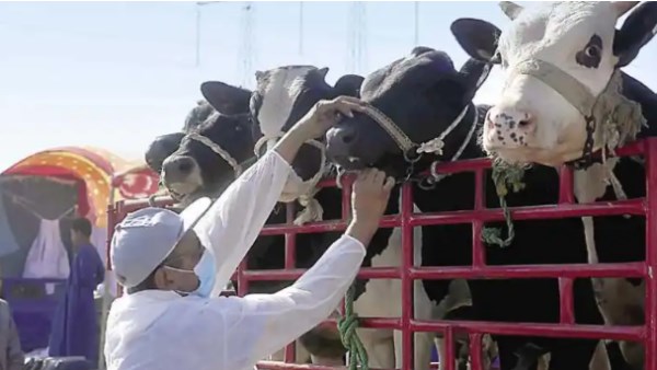 انتشار عترة في 4 دول .. زراعة مصر تواجه وباء عابر للحدود بـ فرق ترصد