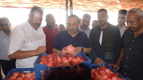 الذهب الأحمر يغير مجرى حياة المزارعين في أسيوط