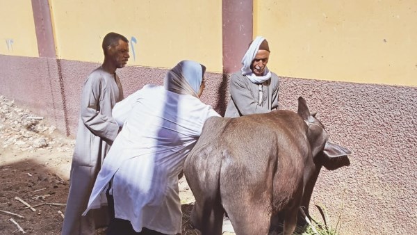 محافظ أسيوط: تحصين 76 ألف رأس ماشية ضد فيروس SAT1 |صور