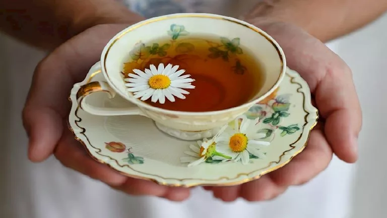 احذرها..أضرار جانبية للإفراط في شرب البابونج