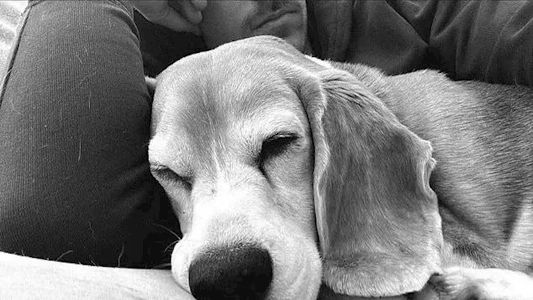 20 ألف دولار.. نجم أرسنال السابق يضاعف مكافأة العثور على كلبه