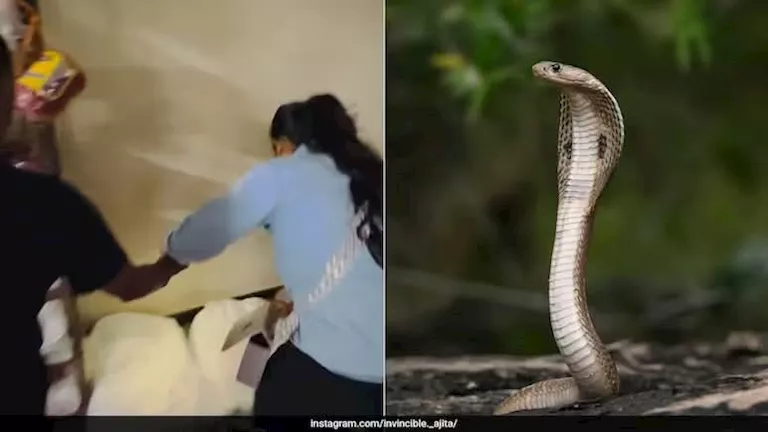 “منقذة الثعابين”.. فتاة تصطاد كوبرا داخل مصنع بشجاعة (فيديو)