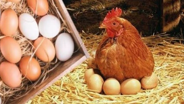 البيض البني مقابل الأبيض.. ما الفرق وأيهما أفضل صحيا بالنسبة لك؟