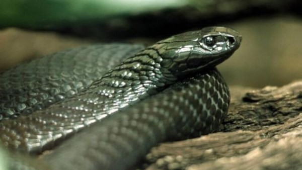 ثعابين ضخمة تثير الهلع بين السياح داخل فنادق سريلانكا