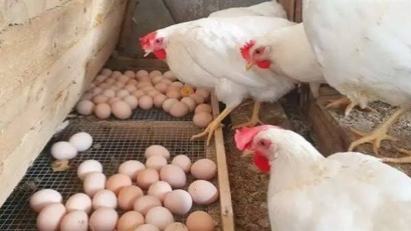 القراخ والبيض