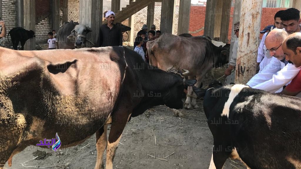 بيطري الغربية: تحصين 270 ألف رأس ماشية ضد الحمى القلاعية والوادي المتصدع بيطري الغربية: تحصين 270 ألف رأس ماشية ضد الحمى القلاعية والوادي المتصدع