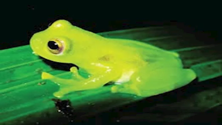 صور ومعلومات لا تعرفها غن الضفدع الزجاجي الشفاف