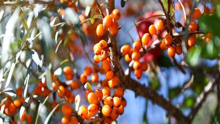 ثمرة “أبو فايس”.. تحارب 3 أمراض خطيرة وتكافح التجاعيد