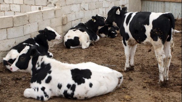 رئيس الخدمات البيطرية يكشف حقيقة نفوق قطعان الماشية بسبب الحمى القلاعية