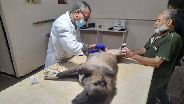 بيطري أسيوط يواصل حملاته للسيطرة الآمنة على الكلاب الضالة