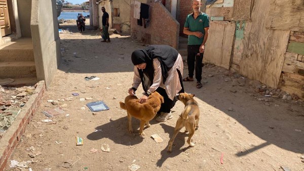 إصابة 8 أشخاص بسبب عقر كلاب ضالة بمحيط دار الأيتام بالمحلة إصابة 8 أشخاص بسبب عقر كلاب ضالة بمحيط دار الأيتام بالمحلة