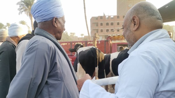 حملات مكثفة للمرور على أسواق الماشية بالمحافظات لمتابعة استقرار الوضع الوبائي
