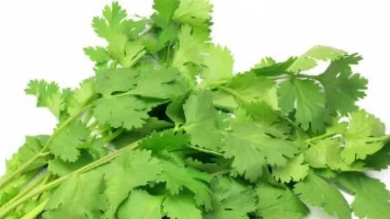 4 فوائد مذهلة للكزبرة الخضراء.. احرص عليها