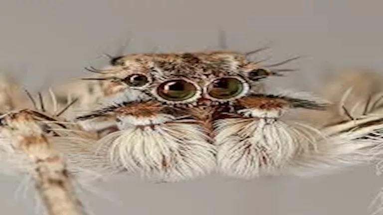 لن تتوقع.. صور لأغرب المخلوقات حول العالم