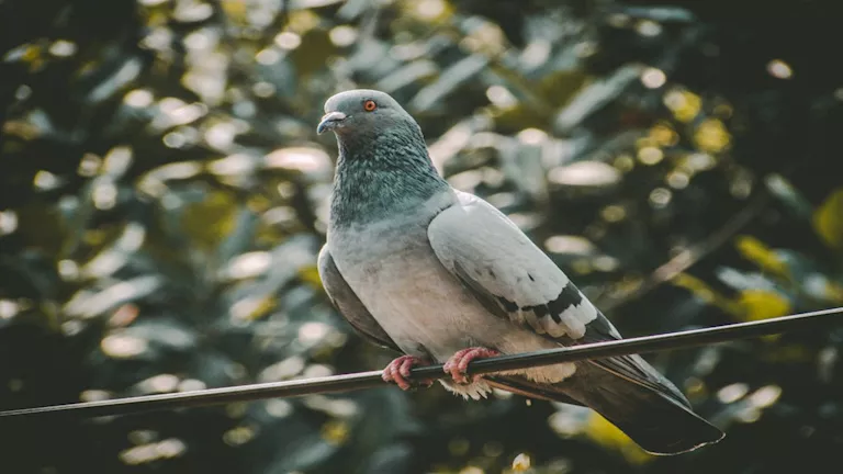 لماذا لا تُصعق الطيور عند الوقوف على أسلاك الكهرباء؟