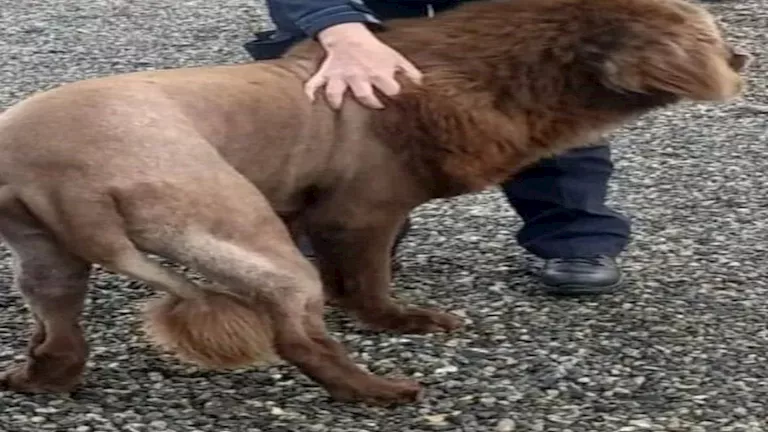 يشبه الأسد.. كلب يثير الرعب في لهذا السبب (صور)