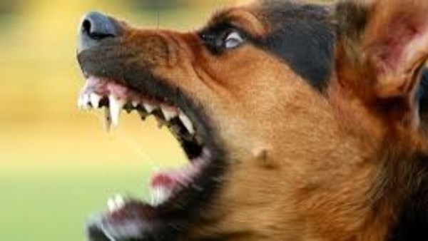 سجن ومليون جنيه غرامات.. القانون يضرب بيد من حديد على مخالفي تربية الكلاب والحيوانات الخطرة