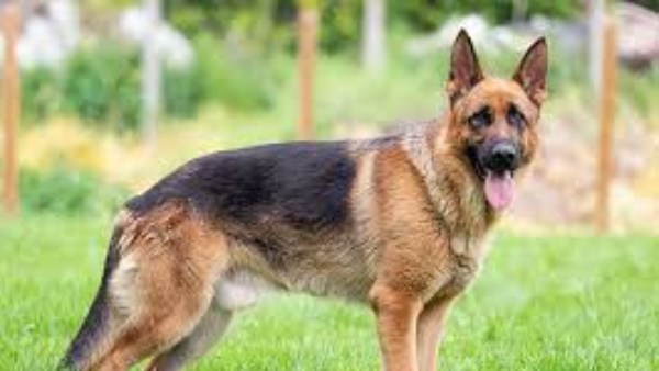 قانون الحيوانات الخطرة يلزم المُربين بالإبلاغ خلال 7 أيام