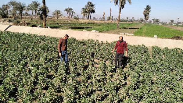 محافظ أسيوط: تكثيف المتابعة الميدانية للمحاصيل الشتوية وتقديم الدعم الفني الكامل للمزارعين محافظ أسيوط: تكثيف المتابعة الميدانية للمحاصيل الشتوية وتقديم الدعم الفني الكامل للمزارعين