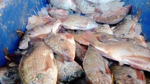 كيلو السمك بـ25 جنيه بمنافذ الوحدات المحليه بالوادي الجديد