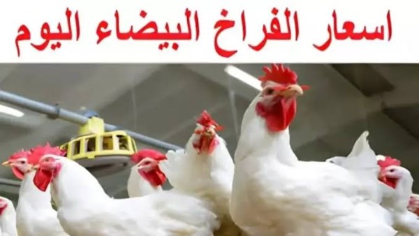 أسعار الفراخ اليوم الإثنين 15 ديسمبر 2025