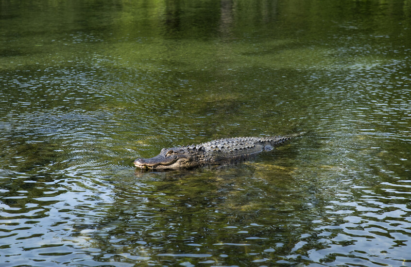 إسرائيل ترتكب “مذبحة تماسيح” في غور الأردن بدعوى إحباط عمل إرهابي (فيديو)