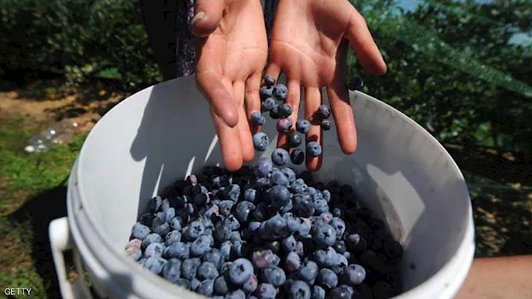 التوت الأزرق.. كنز طبيعي قد يبطئ الشيخوخة