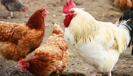 أسعار الفراخ البيضاء في بورصة الدواجن اليوم الجمعة 14112025 الوطن