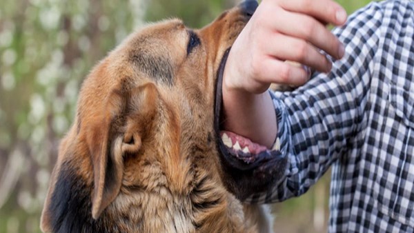 أرقام صادمة| 1.4 مليون حالة عقر كلفت الدولة 1.7 مليار جنيه خلال 2025.. الصحة تكشف