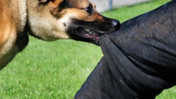 نهش ذراع طالب وعقر مسن ووفاته بالقليوبية.. الكلاب الضالة تهدد حياة المواطنين في المحافظات| ما القصة؟