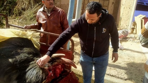 ضبط ذبيحـــ.ة محملة على تروسكل بالطريق العام في المنوفية| صور