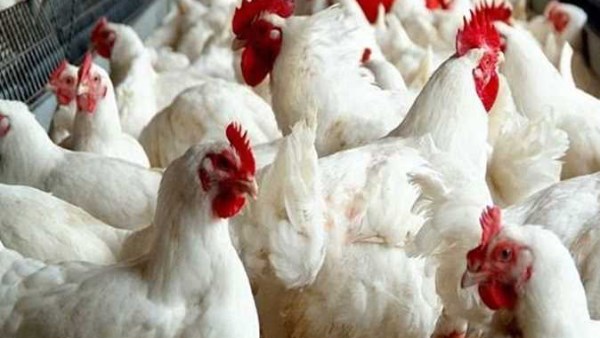 أسعار الفراخ والبيض في الأسواق اليوم السبت 312026