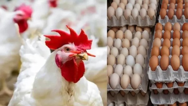 قبل عيد الميلاد.. أسعار الفراخ اليوم 5 يناير