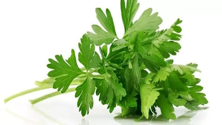 منها”تقوية المناعة”.. 5 فوائد مهمة للبقدونس على صحة جسمك