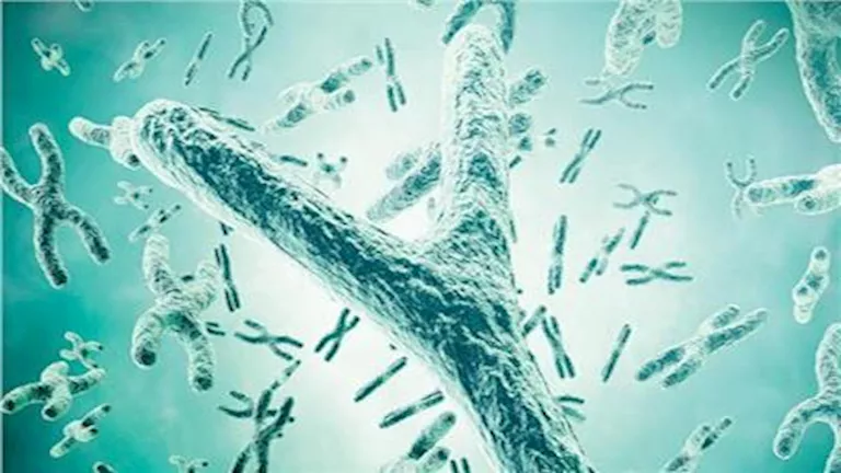 “يختفي مع العمر”.. ما هو كروموسوم Y الذي يهدد صحة الرجال؟