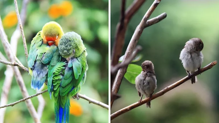 لماذا لا تسقط الطيور أثناء نومها؟