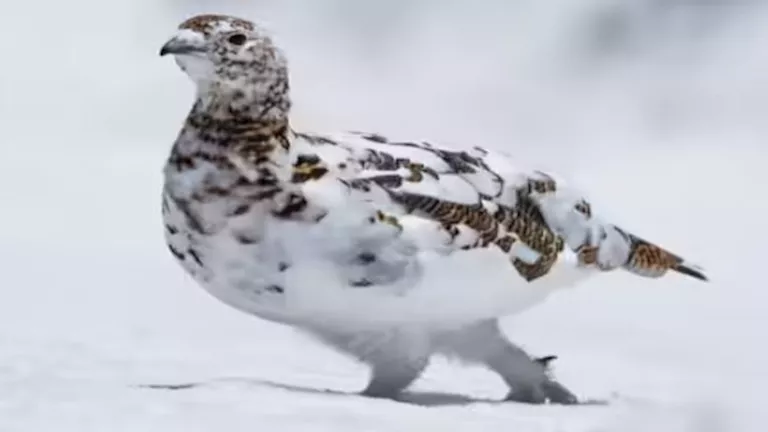 5 أنواع طيور مذهلة حول العالم