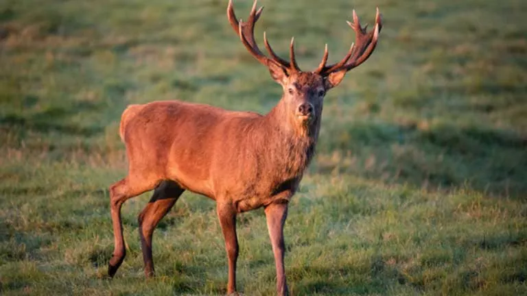 مرض الغزلان الزومبي ينتشر في أمريكا ويثير مخاوف من انتقاله إلى البشر..