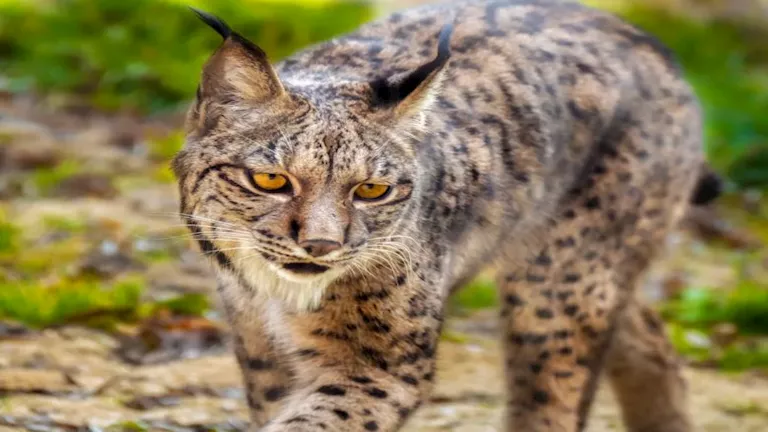 ستصيبك بالدهشة.. أغرب وأندر أشكال القطط حول العالم