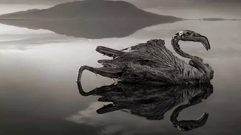 أسرار بحيرة “ناترون” التي تحول الحيوانات إلى تماثيل (صور)