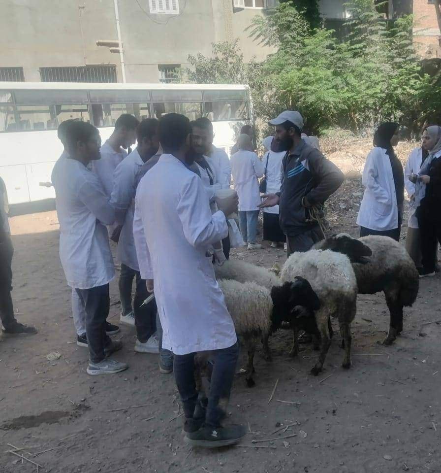 تحصين 202 ألف رأس ماشية في حملات بيطرية بالغربية