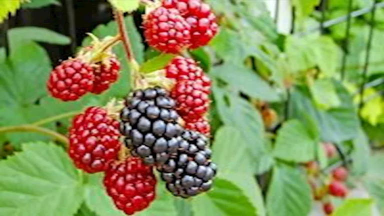 تناول 3 حبات توت يوميا.. فوائد لن تتوقعها لصحة الكلى