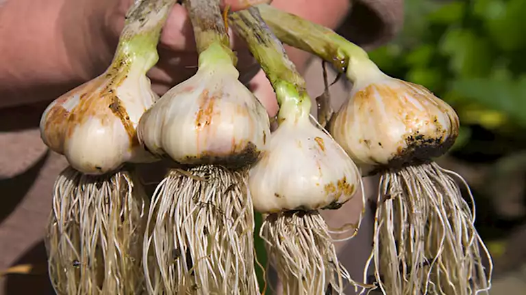 هل يساعد الثوم على علاج حب الشباب؟ خبراء الجلدية يوضحون الحقيقة