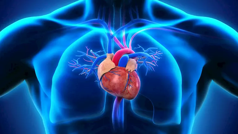 تناول الشوفان يوميا.. يخفض الكوليسترول الضار ويقوي عضلة القلب