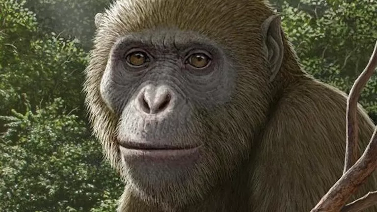 اكتشاف مصري في Science يغير مفاهيم تطور القردة العليا